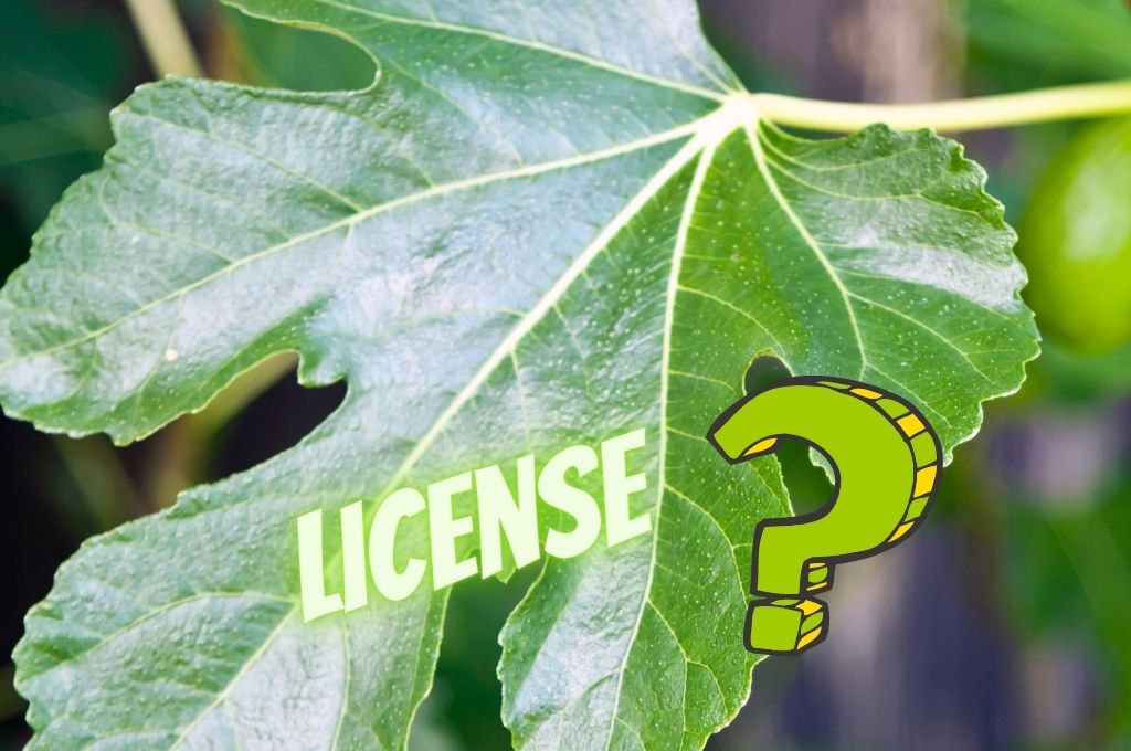 What does a compulsory license have in common with a fig leaf?